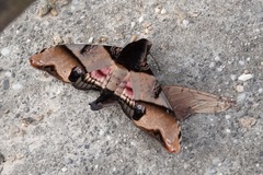 Amplypterus panopus