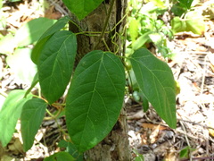 Amphilophium crucigerum