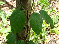 Amphilophium crucigerum