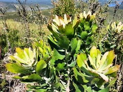 Leucospermum glabrum