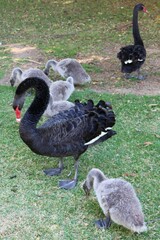Cygnus atratus