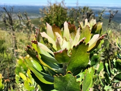 Leucospermum glabrum