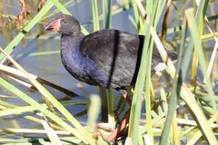Porphyrio melanotus