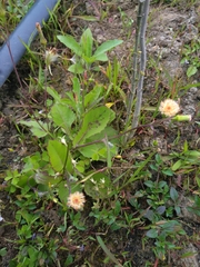 Crassocephalum crepidioides