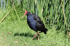 Porphyrio melanotus