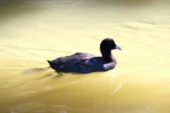 Fulica atra australis