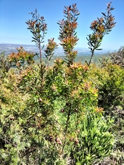 Leucadendron conicum