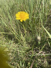 Cyperus sphaerocephalus