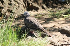 Streptopelia chinensis