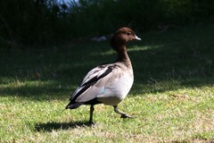 Chenonetta jubata