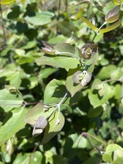 Eucalyptus cinerea