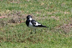 Grallina cyanoleuca