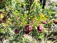 Leucadendron conicum