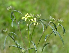 Erysimum quadrangulum