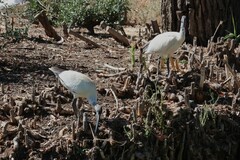 Threskiornis molucca