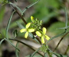 Erysimum quadrangulum