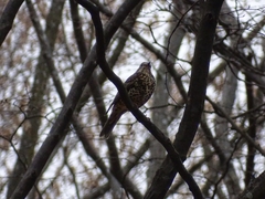 Turdus viscivorus