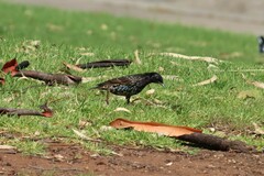 Sturnus vulgaris