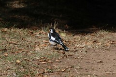 Grallina cyanoleuca