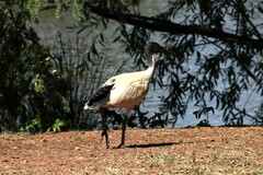Threskiornis molucca
