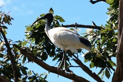 Threskiornis molucca