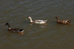 Anas platyrhynchos domesticus