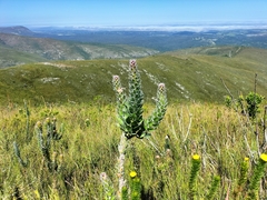 Mimetes pauciflorus