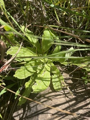 Helichrysum nudifolium