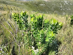 Leucospermum glabrum