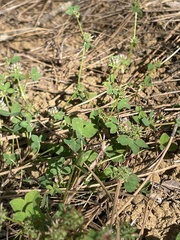 Trifolium glomeratum image