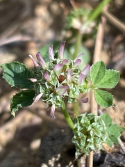 Trifolium glomeratum image