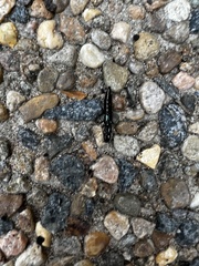 Thyreocephalus