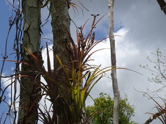 Tillandsia dasyliriifolia