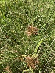 Cyperus congestus