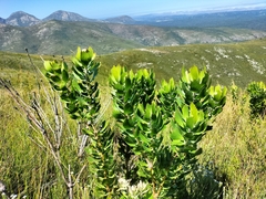 Leucospermum glabrum
