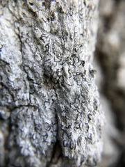 Opegrapha