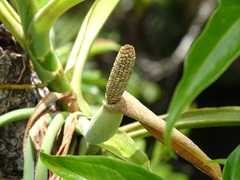 Syngonium angustatum