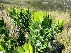 Leucospermum glabrum