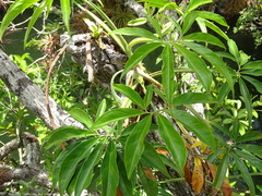 Syngonium angustatum