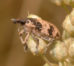Bothynoderes affinis