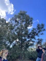 Pinus torreyana