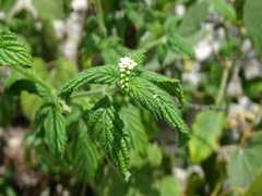 Heliotropium angiospermum