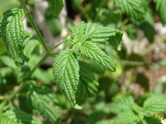 Heliotropium angiospermum