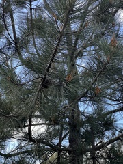 Pinus torreyana