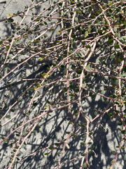 Euphorbia magdalenae