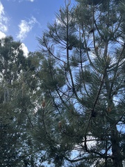 Pinus torreyana
