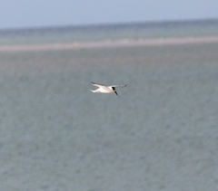 Gelochelidon nilotica