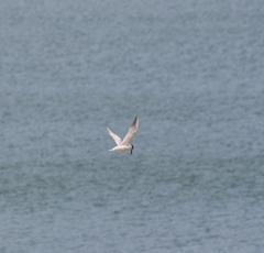 Gelochelidon nilotica