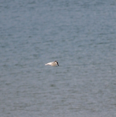 Gelochelidon nilotica