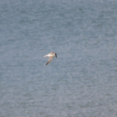 Gelochelidon nilotica